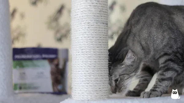 Stop Your Cat from Clawing You: Proven Tips for a Pain-Free Home