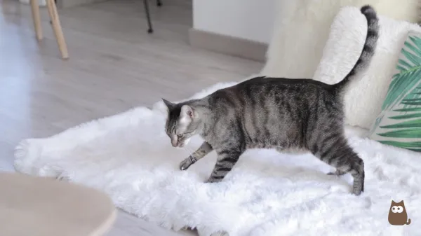 How to Stop Your Cat from Scratching Everything: Simple, Humane Solutions