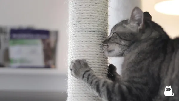 How to Stop Your Cat from Scratching Everything: Simple, Humane Solutions