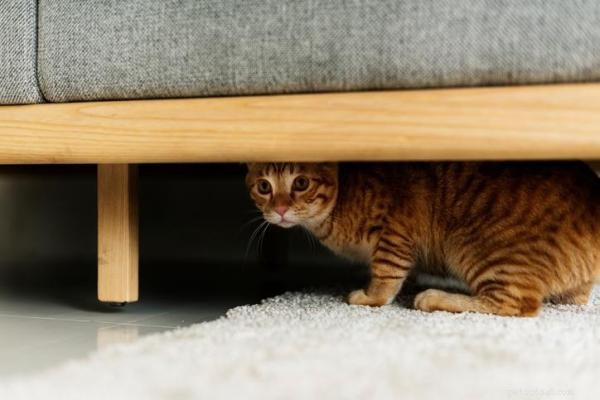 Why Your Cat Is Afraid of You: Causes & Solutions