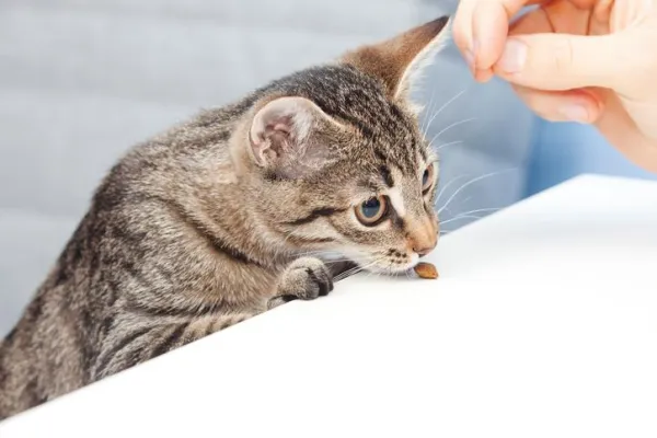 Why Your Cat Is Afraid of You: Causes & Solutions