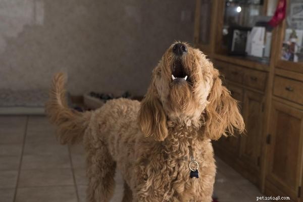 Stop the Midnight Howl: Proven Strategies to Quiet Your Dog Tonight