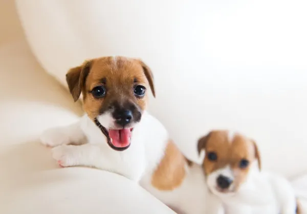 Stop the Midnight Howl: Proven Strategies to Quiet Your Dog Tonight