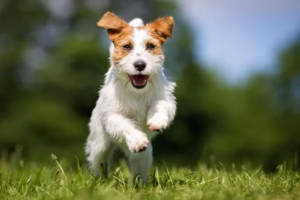 Why Won’t Your Dog Return When Called? Proven Fixes