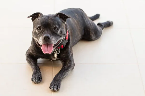 Stop the Midnight Howl: Proven Strategies to Quiet Your Dog Tonight