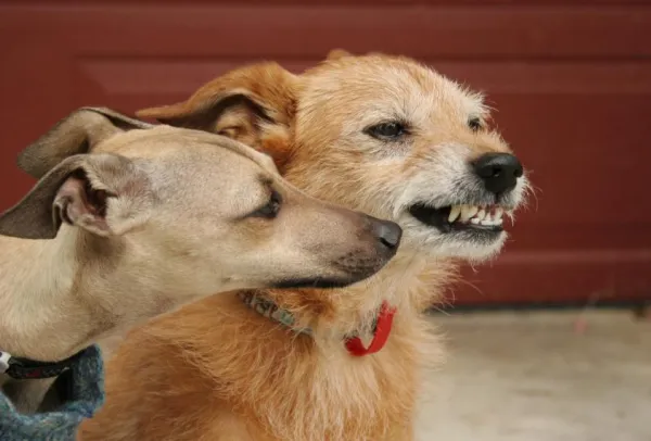 Understanding Why Dogs Growl During Play