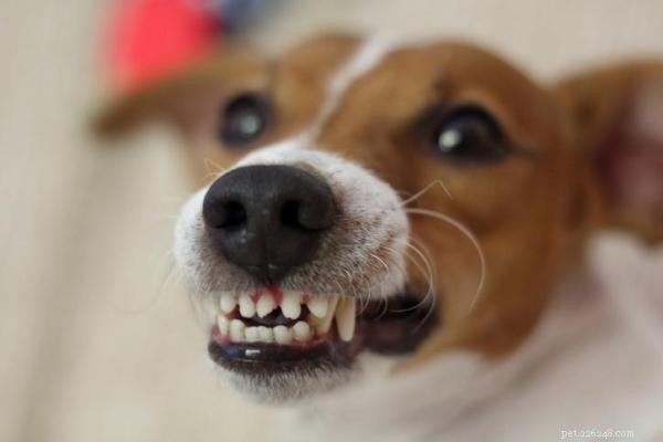 Understanding Why Your Dog Barked at You: Causes and Solutions