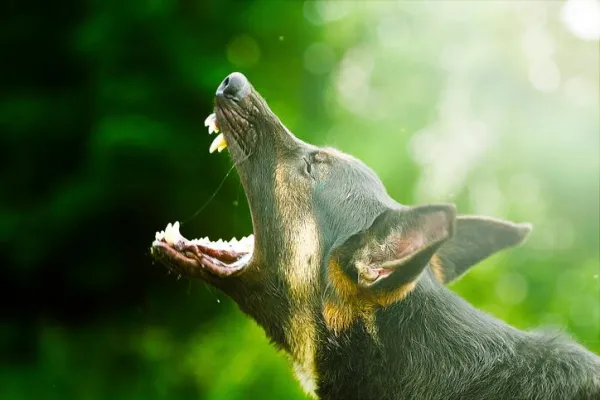 Understanding Why Your Dog Barked at You: Causes and Solutions