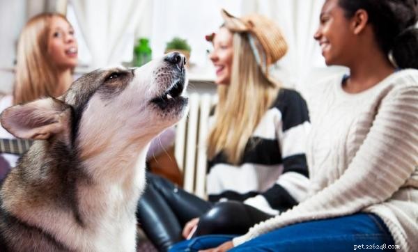 Stop Your Dog from Barking at the Door: Positive Reinforcement Tips