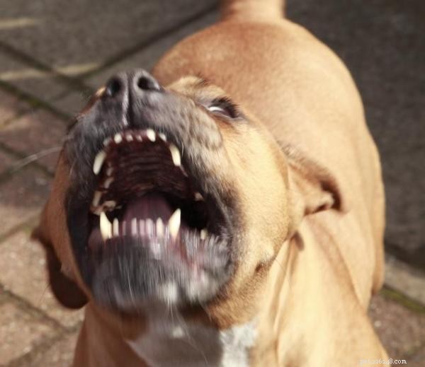 Understanding Aggression in Pit Bulls: Causes, Prevention, and Positive Outcomes