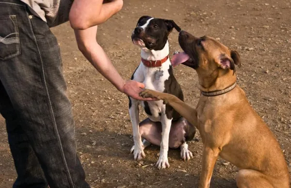 Understanding Aggression in Pit Bulls: Causes, Prevention, and Positive Outcomes