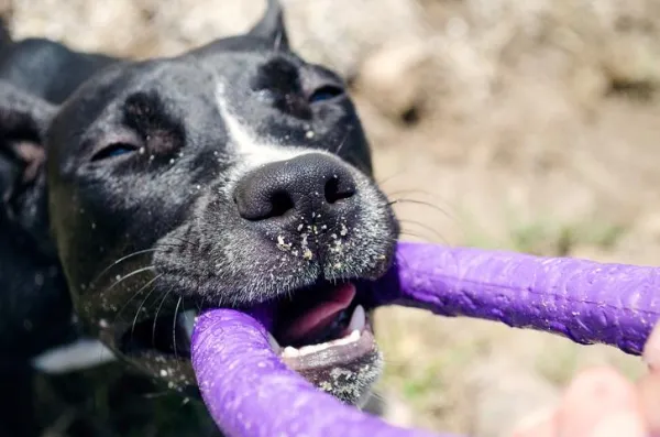 Understanding Aggression in Pit Bulls: Causes, Prevention, and Positive Outcomes