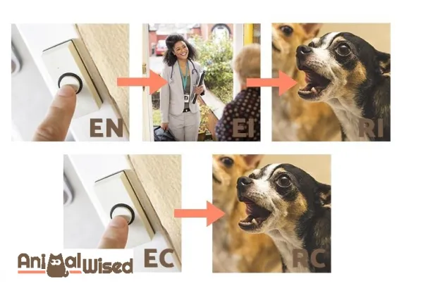 Stop Your Dog from Barking at the Door: Positive Reinforcement Tips