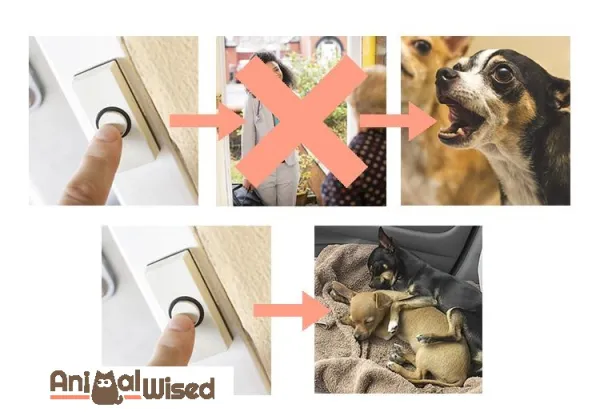 Stop Your Dog from Barking at the Door: Positive Reinforcement Tips