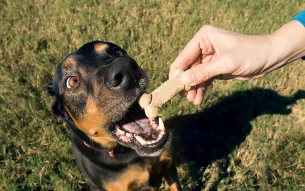Understanding Why Your Dog Urinates When You Pet Them: Causes & Solutions