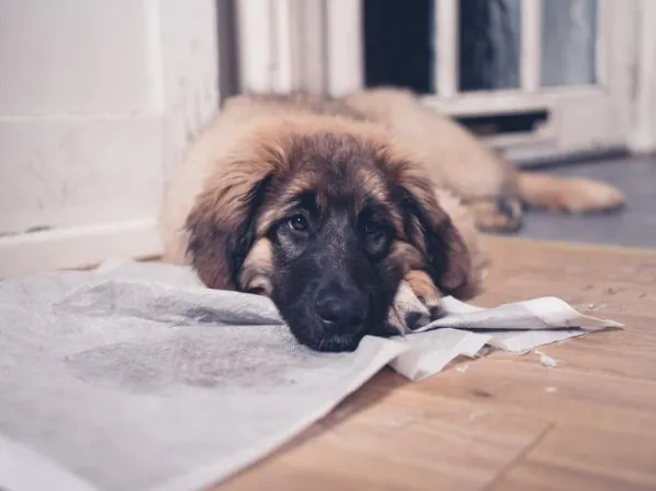 Understanding Why Your Dog Urinates When You Pet Them: Causes & Solutions
