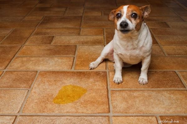 Understanding Why Your Dog Urinates When You Pet Them: Causes & Solutions