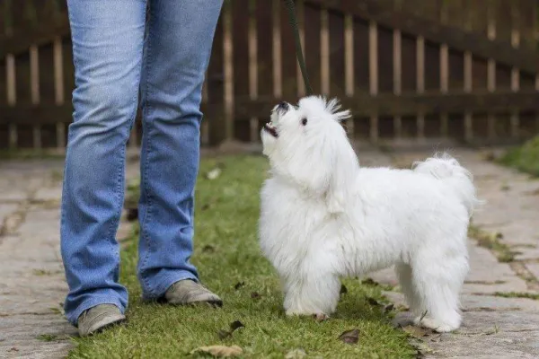 Mastering Dog Obedience: How to Keep Your Dog Listening and Safe