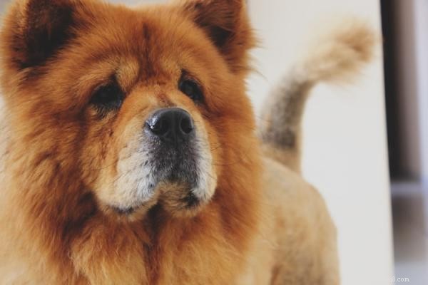 Mastering Dog Obedience: How to Keep Your Dog Listening and Safe
