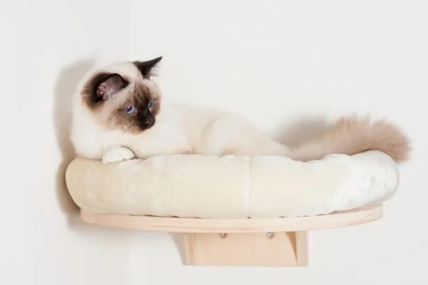 Why Your Cat Sleeps in the Litter Box: Identifying Causes & Effective Solutions