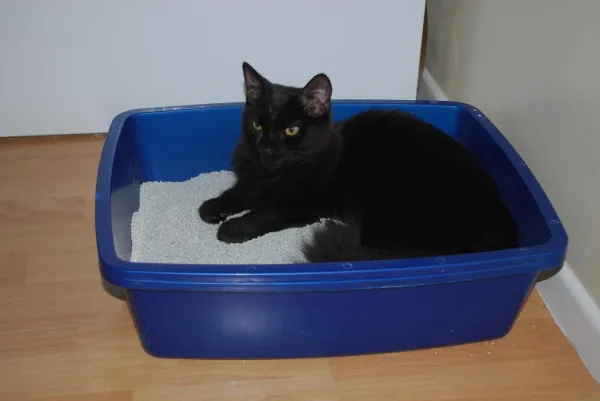 Why Your Cat Sleeps in the Litter Box: Identifying Causes & Effective Solutions