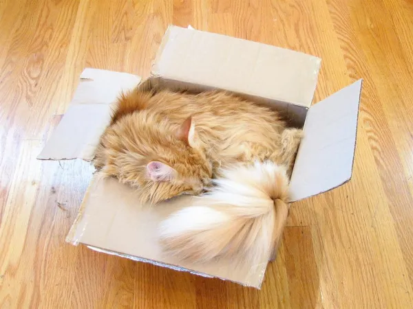 Why Your Cat Sleeps in the Litter Box: Identifying Causes & Effective Solutions