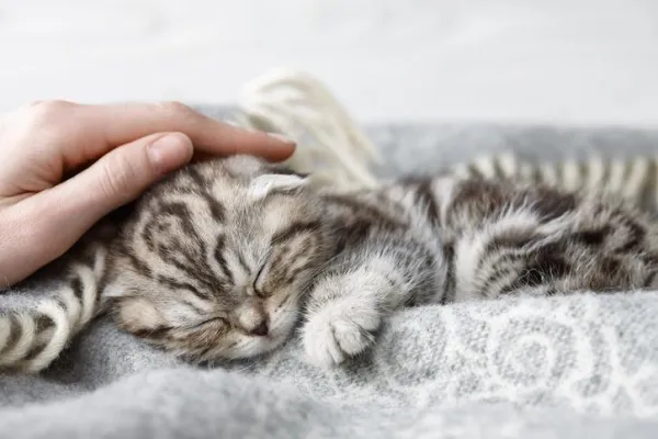 Why Does My Cat Bite My Ankles? Proven Ways to Stop the Behavior