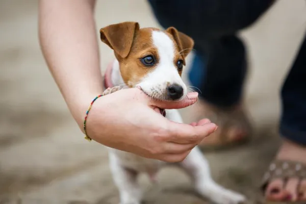 Understanding Playful Biting: Why Your Dog May Bite During Games