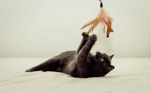 Why Does My Cat Bite My Ankles? Proven Ways to Stop the Behavior