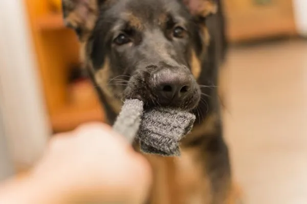 Understanding Playful Biting: Why Your Dog May Bite During Games
