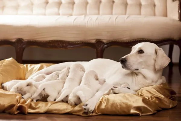 Understanding Playful Biting: Why Your Dog May Bite During Games