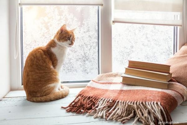 Managing Your Cat s Loneliness: Expert Tips for a Healthy, Happy Feline