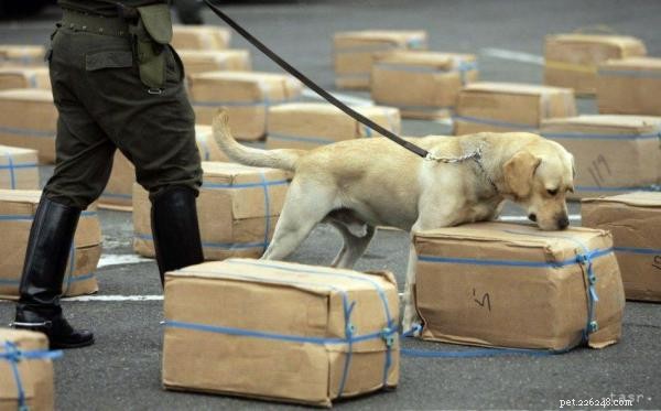 How Detection Dogs Are Trained: From Scent to Safety