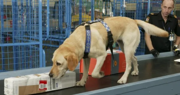 How Detection Dogs Are Trained: From Scent to Safety