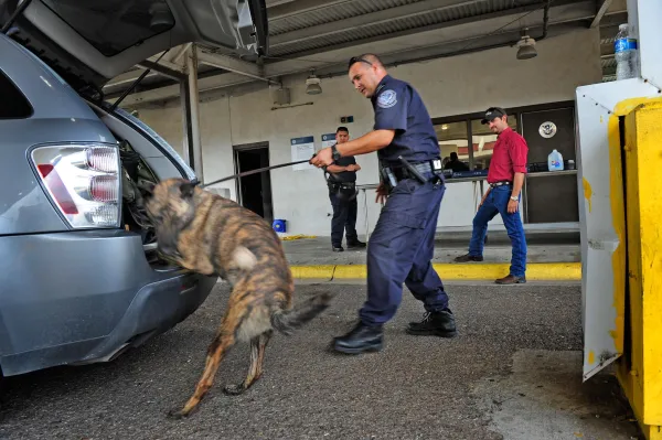 How Detection Dogs Are Trained: From Scent to Safety