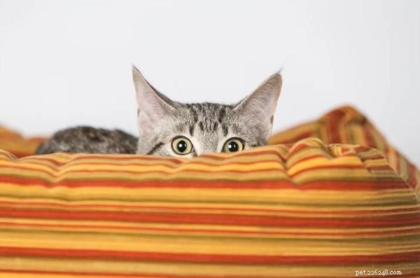 Gentle Ways to Calm a Fearful Cat