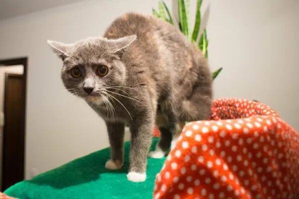 Gentle Ways to Calm a Fearful Cat