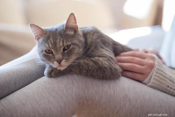 Understanding and Managing Your Cat’s Possessive Behavior