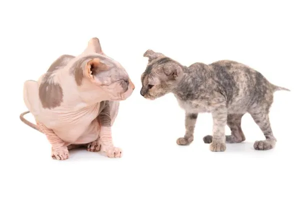Understanding and Managing Your Cat’s Possessive Behavior