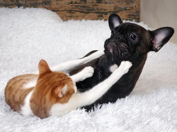 How to Stop Your Cat from Attacking Your Dog: Expert Tips