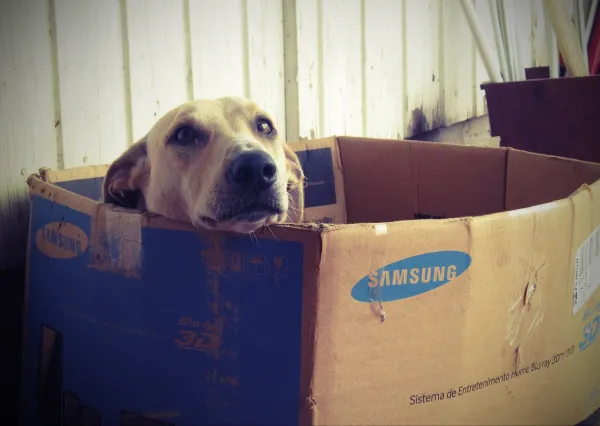 6 Engaging Indoor Games to Keep Your Dog Active & Happy
