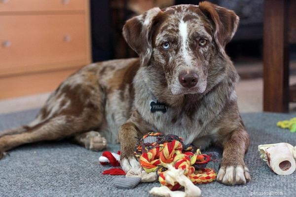 6 Engaging Indoor Games to Keep Your Dog Active & Happy