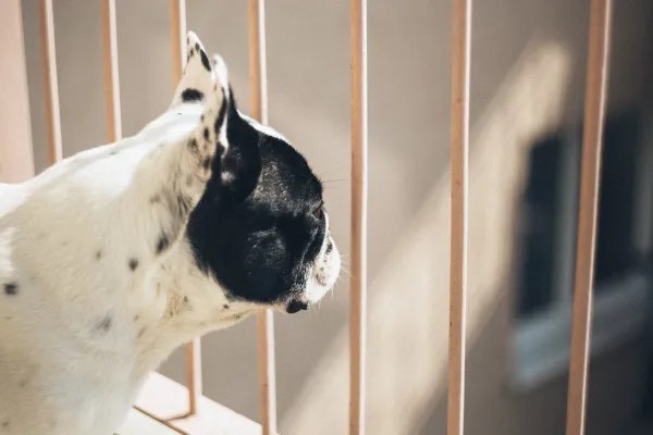 How to Stop Your Cat from Attacking Your Dog: Expert Tips