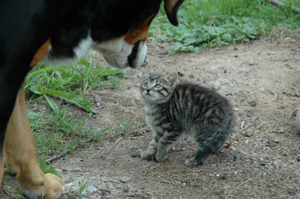 How to Stop Your Cat from Attacking Your Dog: Expert Tips