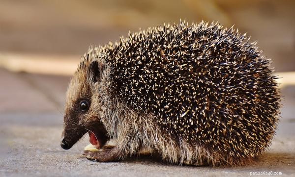 Understanding Hedgehog Biting: Causes and How to Prevent It