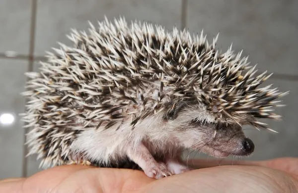 Understanding Hedgehog Biting: Causes and How to Prevent It