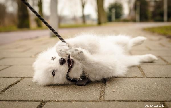 Why Does Your Puppy Bite Their Leash? Expert Tips to Stop the Habit