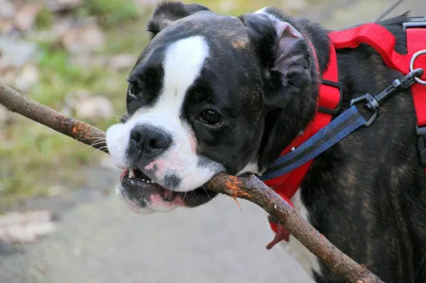 Why Does Your Puppy Bite Their Leash? Expert Tips to Stop the Habit