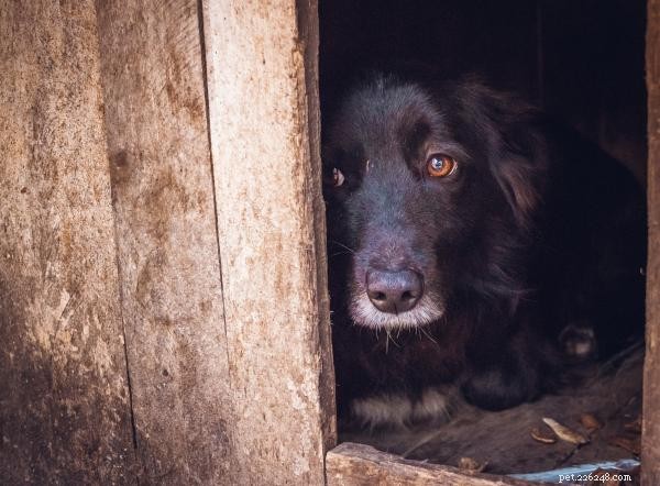Why Is My Dog Suddenly Afraid of You? Understanding & Fixing Their Fear
