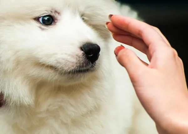 Why Is My Dog Suddenly Afraid of You? Understanding & Fixing Their Fear